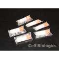 Hamster Primary Prostate Smooth Muscle Cells